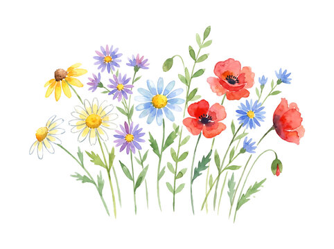Bright watercolor meadow wildflower bouquet cluster with red poppies yellow daisies and blue cornflowers isolated element on transparent background.