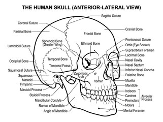 Anatomical diagram of human skull with labeled bones isolated on white background © MdAbulHashm