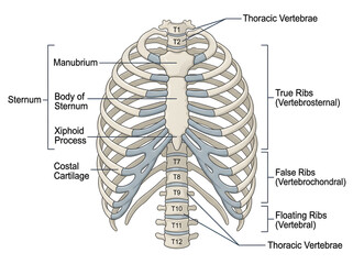 Human rib cage and sternum anatomical diagram with vertebrae isolated on white background © MdAbulHashm