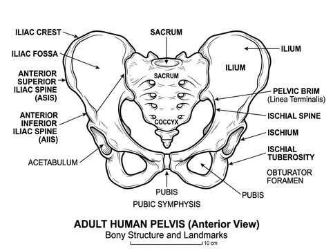 Anatomical diagram of adult human pelvis with labeled bones isolated on white background