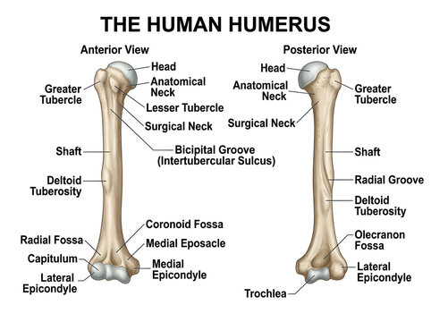 Anatomical diagram of human humerus bone with labels isolated on white background