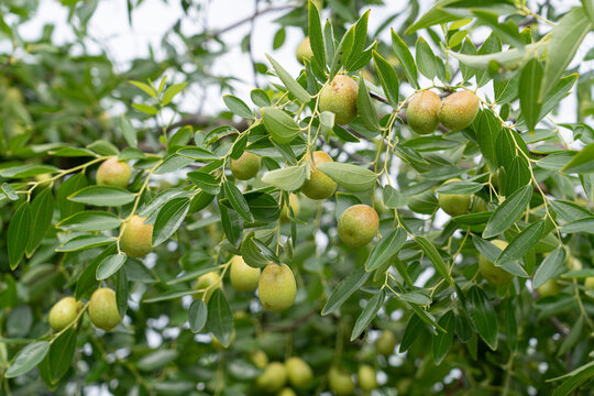 Unripe green jujube fruits hanging on jujube tree branches
