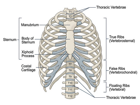 Human rib cage and sternum anatomical diagram with vertebrae isolated on white background