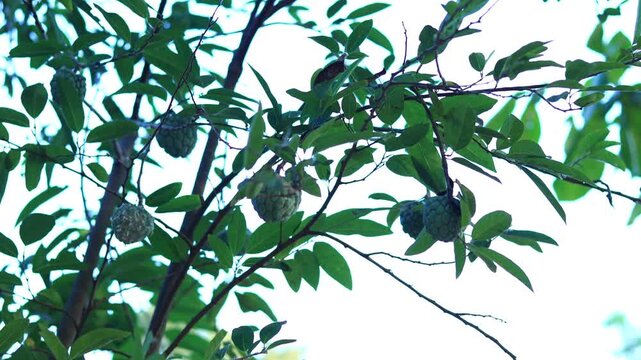 Soursop tree