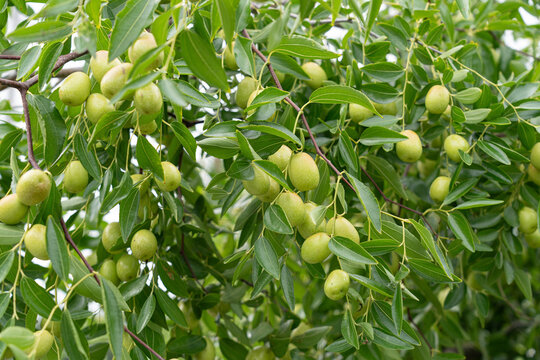 Unripe green jujube fruits hanging on jujube tree branches
