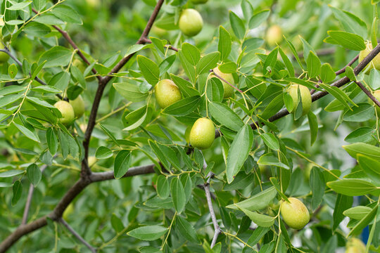 Unripe green jujube fruits on thorny jujube tree branch close-up