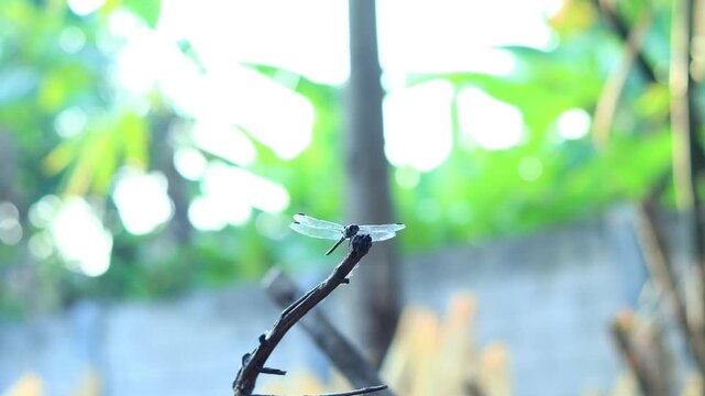 Dragonfly on Branch