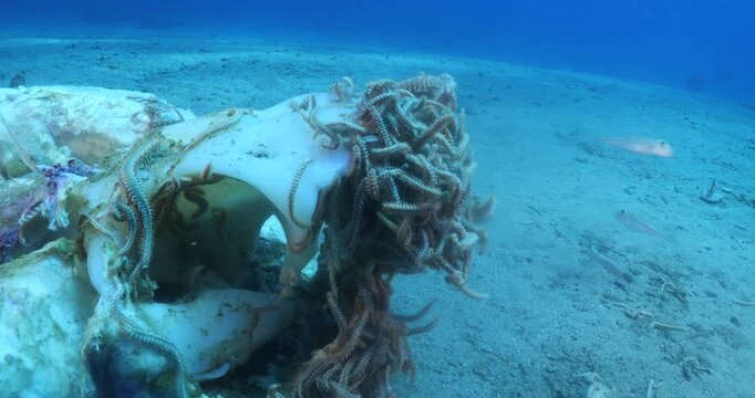 fire worms eating dea shark fish underwater altogether fireworms ocean scenery