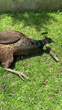 female indian peafowl sunbathing and resting on the grass, peahen routine in the afternoon in the park