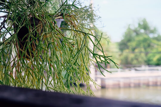 Plants in pots on the windowsill of an old wooden house