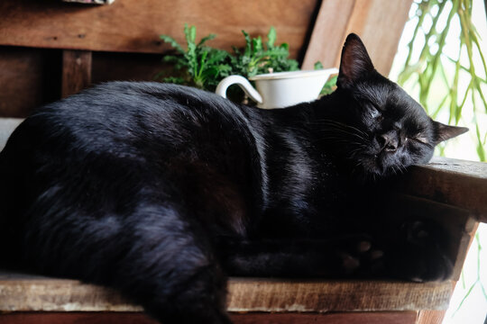 Cute black cat sleep on a basin at home