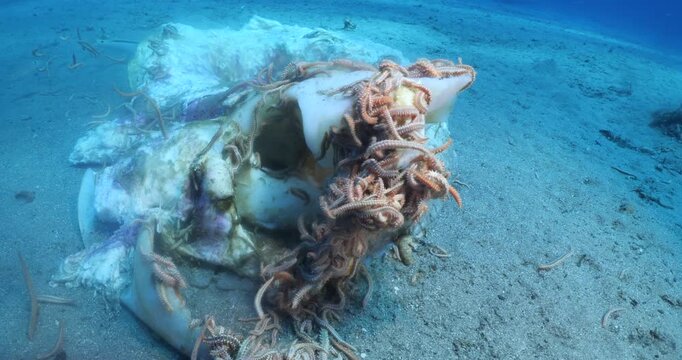 fire worms eating dea shark fish underwater altogether fireworms ocean scenery
