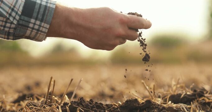 Close-up of a farmer letting fertile soil fall through his fingers in a harvested field. Concept of soil quality assessment, sustainable agriculture, healthy farmland, and precision farming practices 