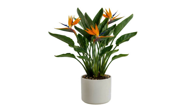 Bird of paradise plant with orange flowers in a grey ceramic pot isolated on transparent background