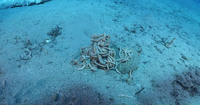 fire worms eating dea shark fish underwater altogether fireworms ocean scenery
