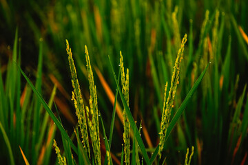 Obraz premium Close up of young green rice plants ears with dew drops in field at sunset, agricultural crop growth detail photo.