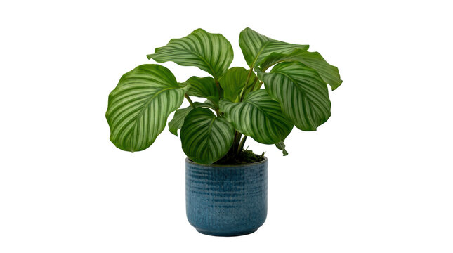 Small green houseplant in a blue ceramic pot for home decor isolated on transparent background