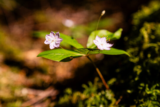 Lysimachia latifolia herb close up flower in forest environment