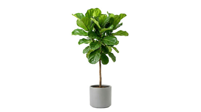 A green fiddle leaf fig plant in a gray ceramic pot for home decor isolated on transparent background