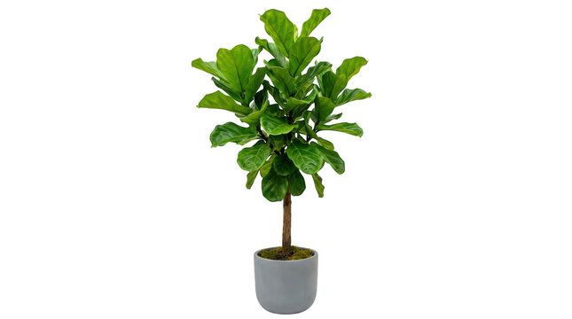 Green fiddle leaf fig plant in a gray pot for modern home decor isolated on transparent background