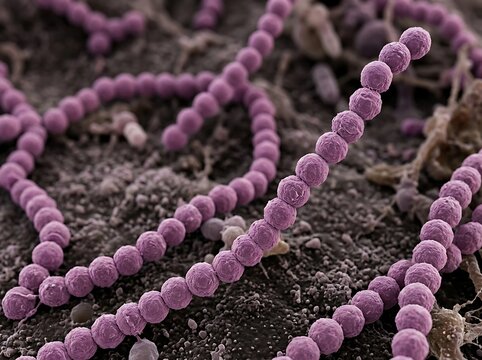 Photorealistic electron microscopy style visualization of Streptococcus bacteria displaying elongated chains of spherical cocci with realistic bacterial membrane texture scientifically accurate microb