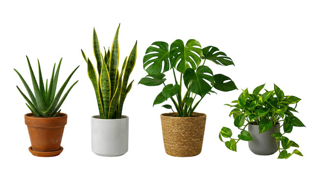Set of four small green house plants in decorative flower pots isolated on transparent background
