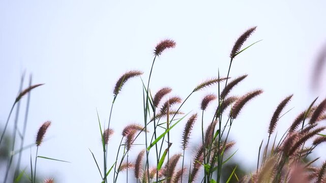 Scenic summer meadow with wild grass shimmering in sunlight as the wind flows through the landscape. Represents harmony with nature, sustainable living, outdoor lifestyle, and peaceful countryside sce