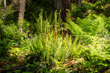 Fern leaves or Polypodiopsida or Polypodiophyta plant in sunlight. © olegmayorov