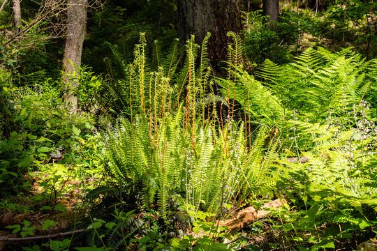 Fern leaves or Polypodiopsida or Polypodiophyta plant in sunlight.