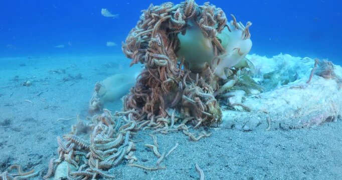 fire worms eating dea shark fish underwater altogether fireworms ocean scenery