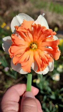 White orange blooming daffodils flowers in hand on background of greenery with flowers on sunny spring day. Blooming narcissus flowers with petals in inflorescence. Bulbous perennial flowers. Vertical