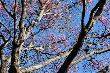 Fototapeta premium Low angle view of a Pink Trumpet Tree canopy blooming with vibrant pink flowers against a clear blue sky
