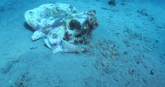 fire worms eating dea shark fish underwater altogether fireworms ocean scenery