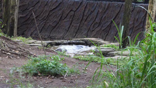 Static shot of a Tapir Relaxing and Wallowing in a Small Pool of Water 4K