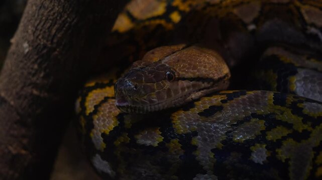 Close-up Static Shot of a Reticulated Python Resting on Tree Branch 4K