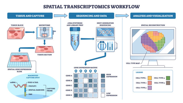 Spatial transcriptomics workflow diagram shows tissue section, sequencing tube, and cell-type map, summarizing capture to analysis in clear steps, transparent background