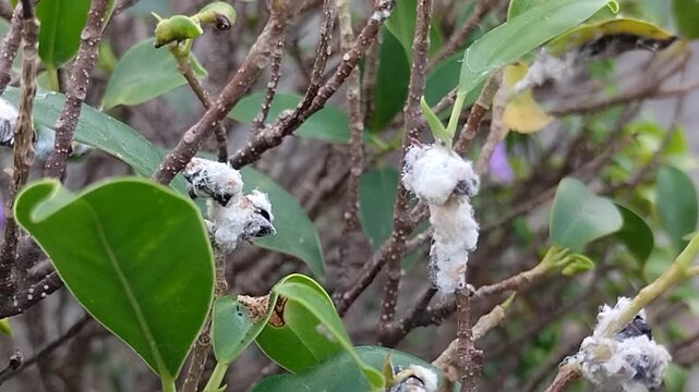 Mealybugs (Pseudococcidae) infestation sucking sap on green plant leaves and stems in garden