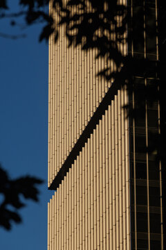 Abstract of a skyscraper facade framed by dark tree leave silhouettes.