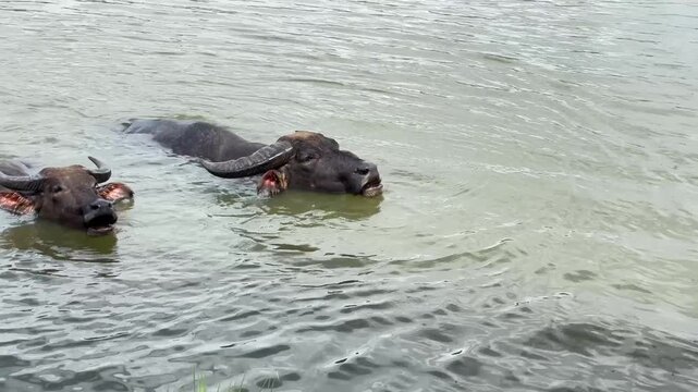 Video of buffaloes swimming in the countryside.