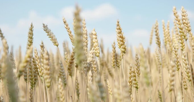 Golden Wheat Below a Blue Sky Dotted with Clouds