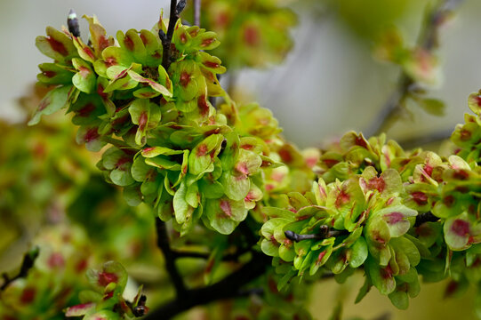Fruchtst&auml;nde der Feldulme // Field elm (Ulmus minor)