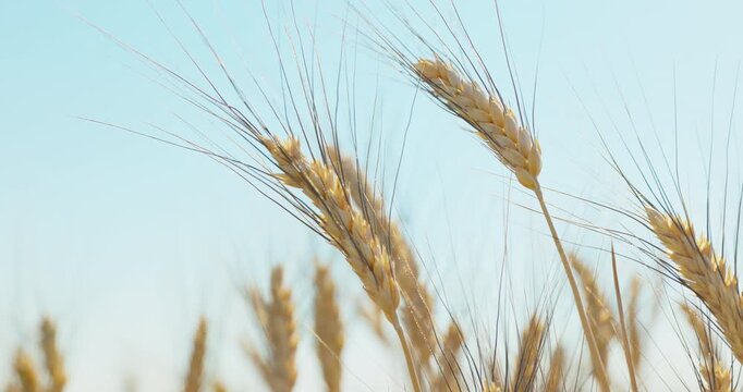 Ripe Wheat Heads with Long Fine Awns over a Blurred Field