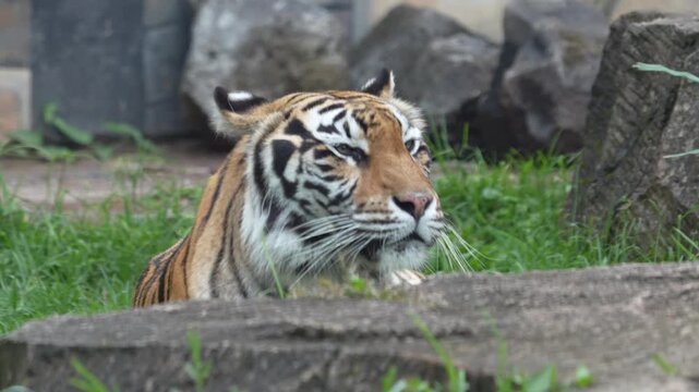 Portrait of a Relaxed Sumatran Tiger in Batam Zoo, Indonesia - 4K
