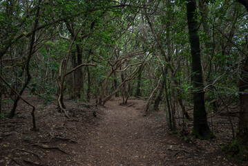 Fototapeta premium Dense laurel forest in Anaga Rural Park, Tenerife, Spain, with twisted moss-covered branches and lush green vegetation creating a mystical, ancient atmosphere