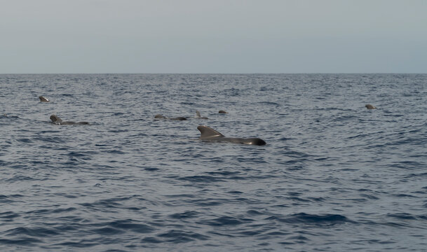 A pod of Short-finned pilot whales, Globicephala macrorhynchus, swimming off the coast of Tenerife, in the calm Atlantic waters of the Canary Islands
