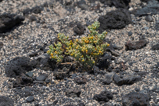 Close-up of Tetraena fontanesii, a species of plant of the family Zygophyllaceae. It is found in Macaronesia and northwest Africa. Photo taken in Tenerife, Spain