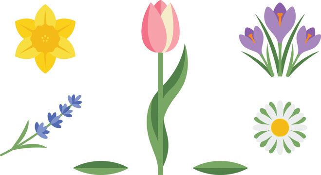 Spring flower vector icon set featuring pink tulip yellow daffodil purple crocus lavender sprig chamomile daisy head and green leaves on white background
