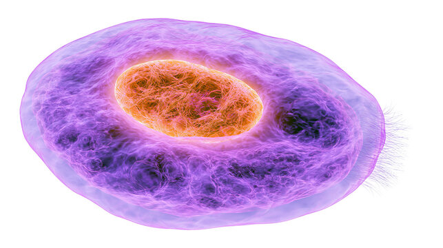 Microscopic purple cell with orange nucleus and cilia, isolated on transparent background
