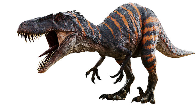 Fierce Allosaurus dinosaur with orange stripes roaring with mouth open, isolated on transparent background