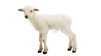 Fluffy white lamb standing curiously, isolated on transparent background © George